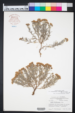 Picradeniopsis woodhousii image