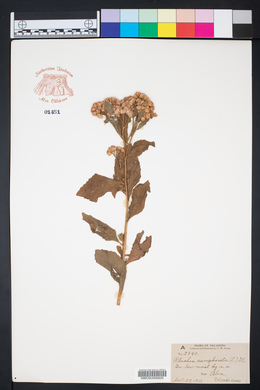 Pluchea camphorata image