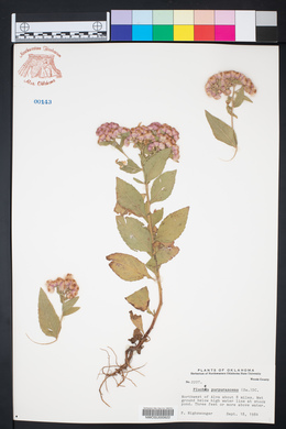 Pluchea odorata image