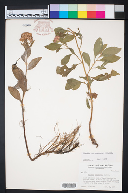 Pluchea odorata image