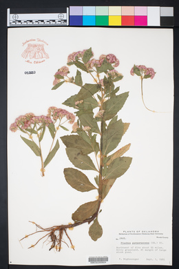Pluchea odorata image