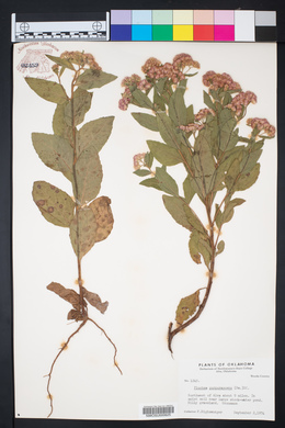 Pluchea odorata image