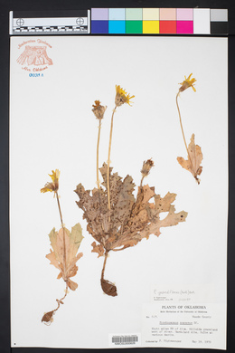 Pyrrhopappus grandiflorus image