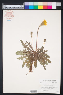 Pyrrhopappus grandiflorus image