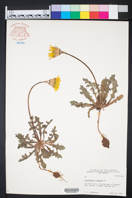 Pyrrhopappus grandiflorus image