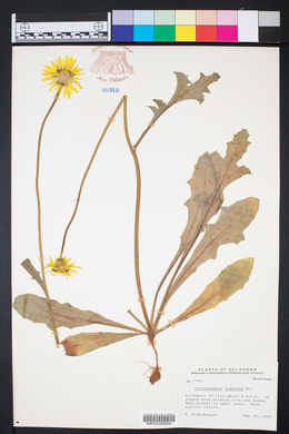 Pyrrhopappus grandiflorus image