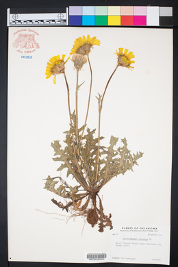 Pyrrhopappus grandiflorus image
