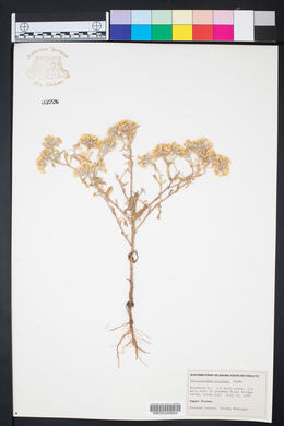 Psilostrophe villosa image