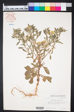 Psilostrophe villosa image