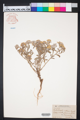 Psilostrophe villosa image