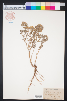 Psilostrophe villosa image