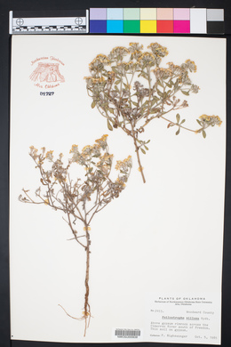Psilostrophe villosa image