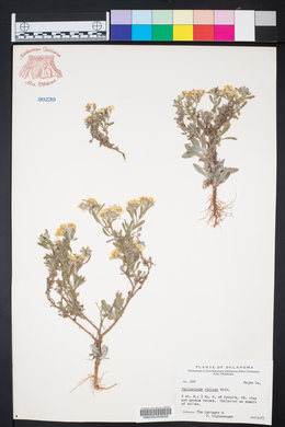 Psilostrophe villosa image