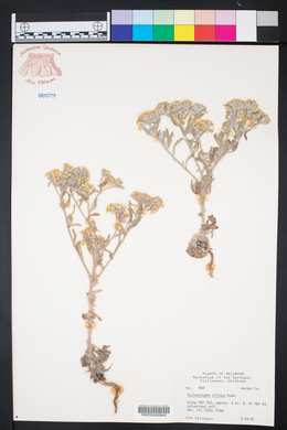 Psilostrophe villosa image