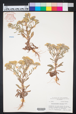 Psilostrophe villosa image