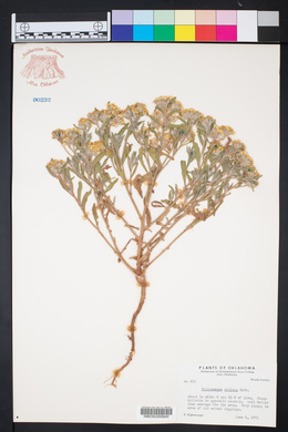 Psilostrophe villosa image