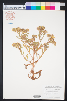 Psilostrophe villosa image