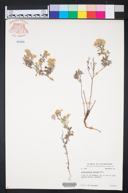 Psilostrophe villosa image