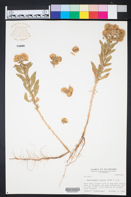 Rayjacksonia annua image