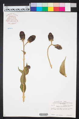 Rudbeckia occidentalis image