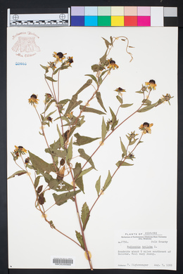 Rudbeckia triloba image
