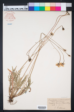 Leontodon autumnalis image