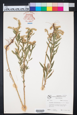 Solidago altiplanities image