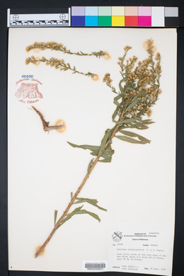 Solidago altiplanities image