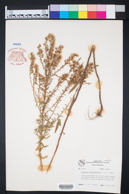 Solidago altiplanities image