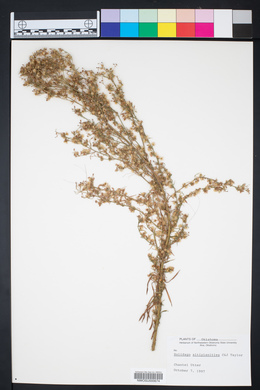 Solidago altiplanities image