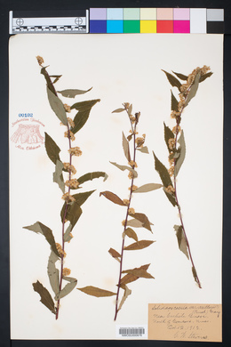 Solidago caesia var. axillaris image