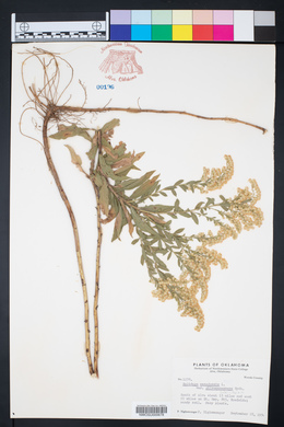 Solidago canadensis var. gilvocanescens image