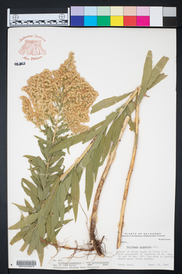 Solidago canadensis var. gilvocanescens image