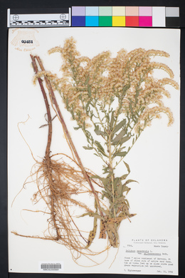 Solidago canadensis var. gilvocanescens image