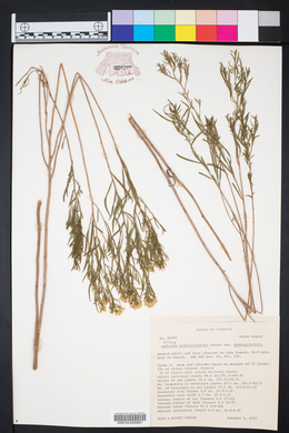 Solidago gymnospermoides image