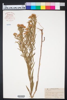 Solidago gymnospermoides image