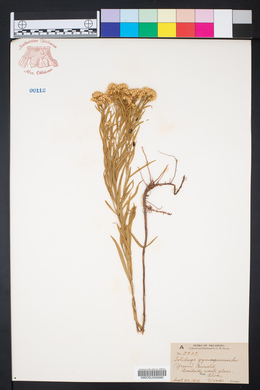 Solidago gymnospermoides image