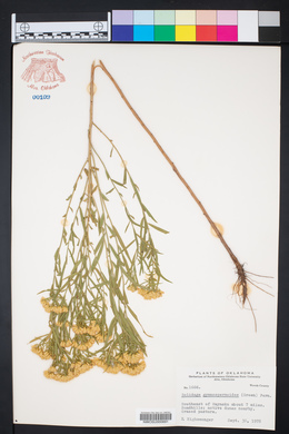 Solidago gymnospermoides image