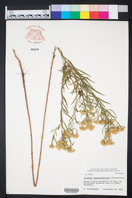 Solidago gymnospermoides image