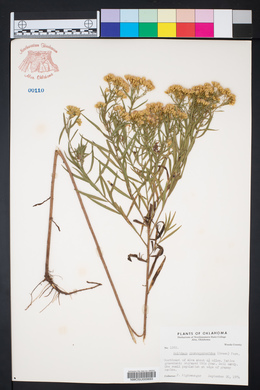 Solidago gymnospermoides image