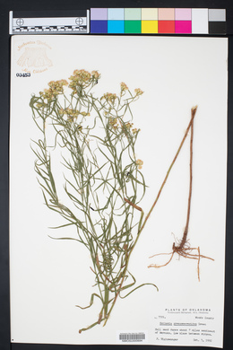 Euthamia gymnospermoides image