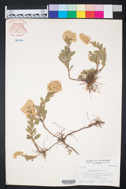 Solidago mollis image