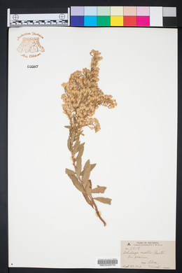 Solidago mollis image