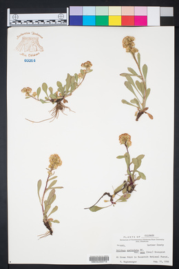Solidago simplex subsp. simplex image