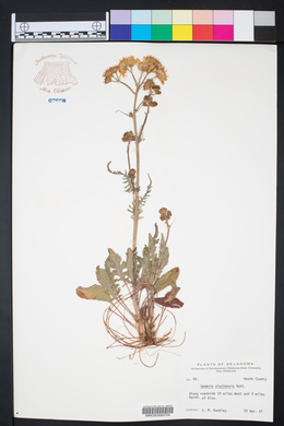 Packera plattensis image