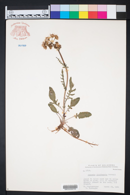 Packera plattensis image