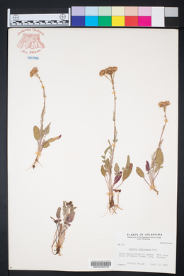 Packera plattensis image