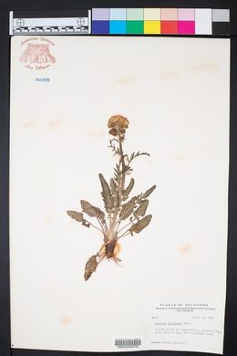 Packera plattensis image