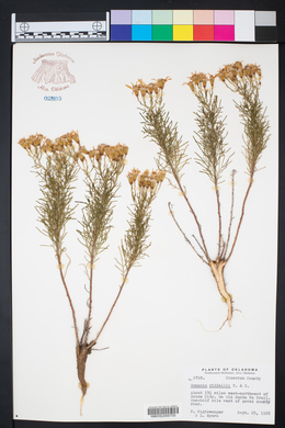 Senecio riddellii image