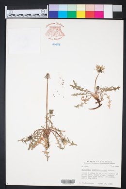 Taraxacum erythrospermum image
